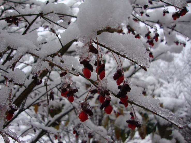 the berries on a tree have recently been covered with snow