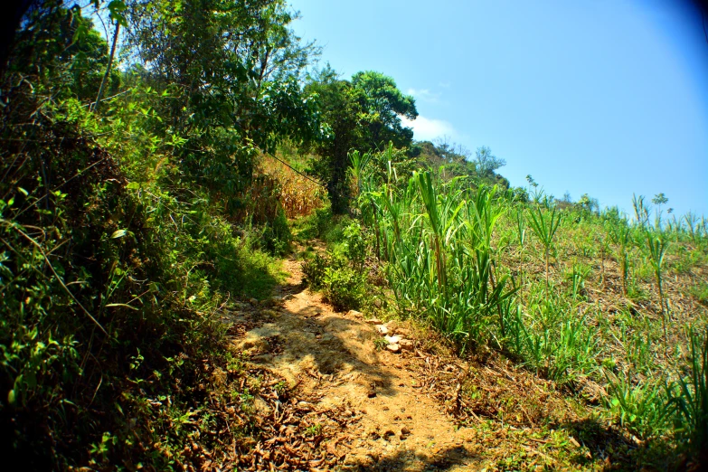 a dirt path running through the woods on a hillside