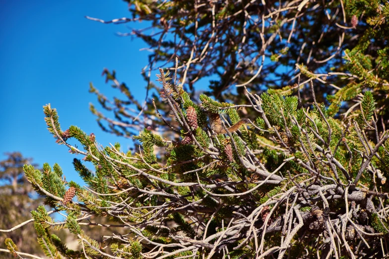 the nches of some very pretty trees with little leaves