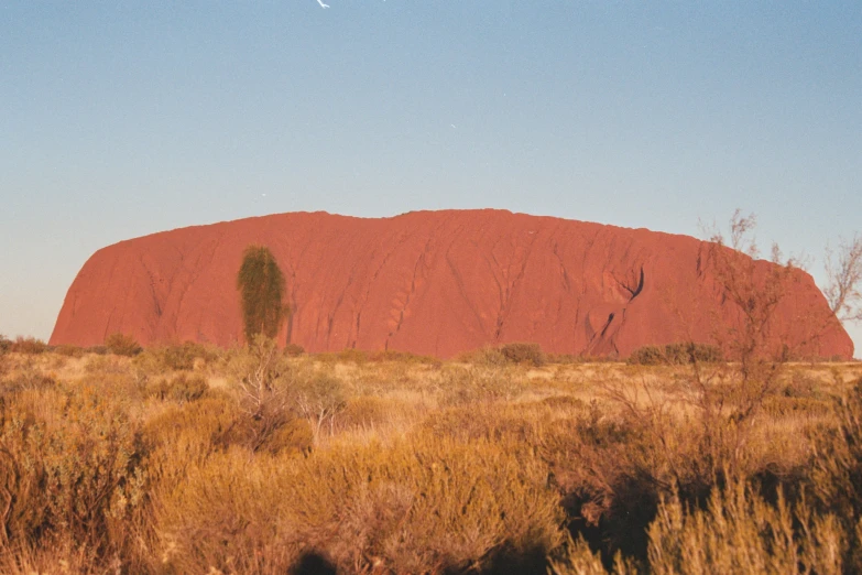 a lone tree sits in front of a huge rock formation