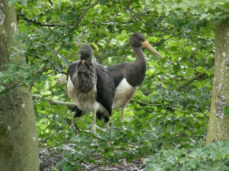 two birds are sitting in the nches of a tree