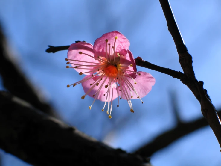 the flower of an african tree is bright pink