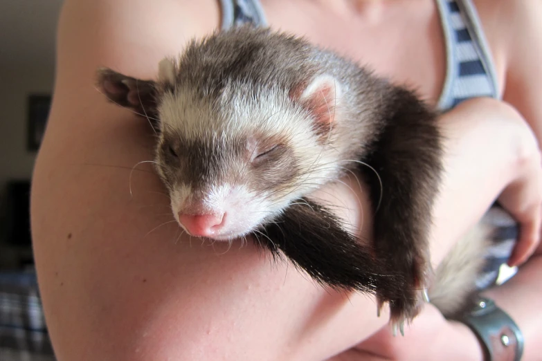 a close up of a person holding a ferret