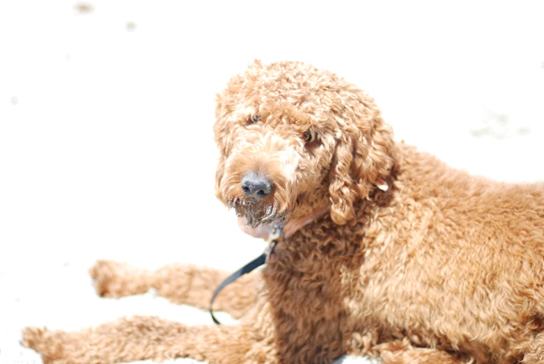 a dog is sitting on the beach with water droplets all over it