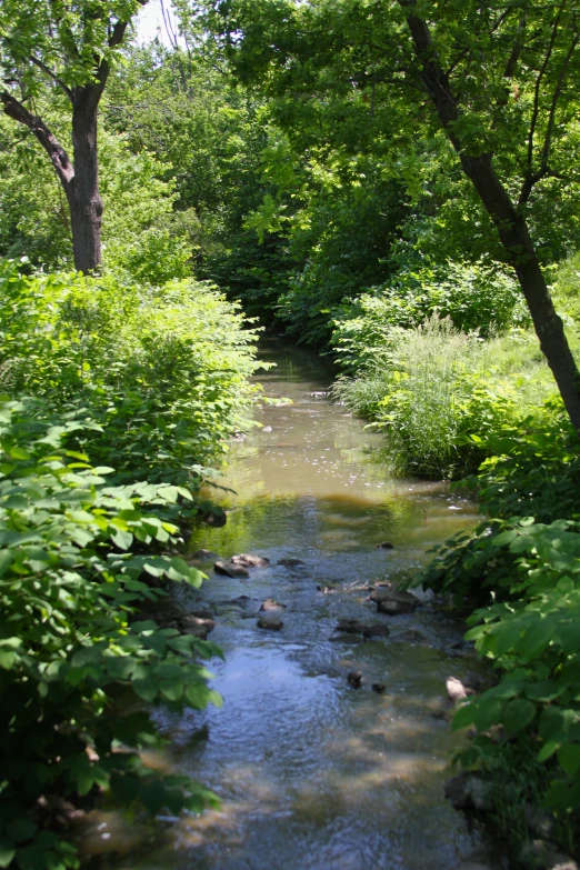 a creek running through a forest next to trees