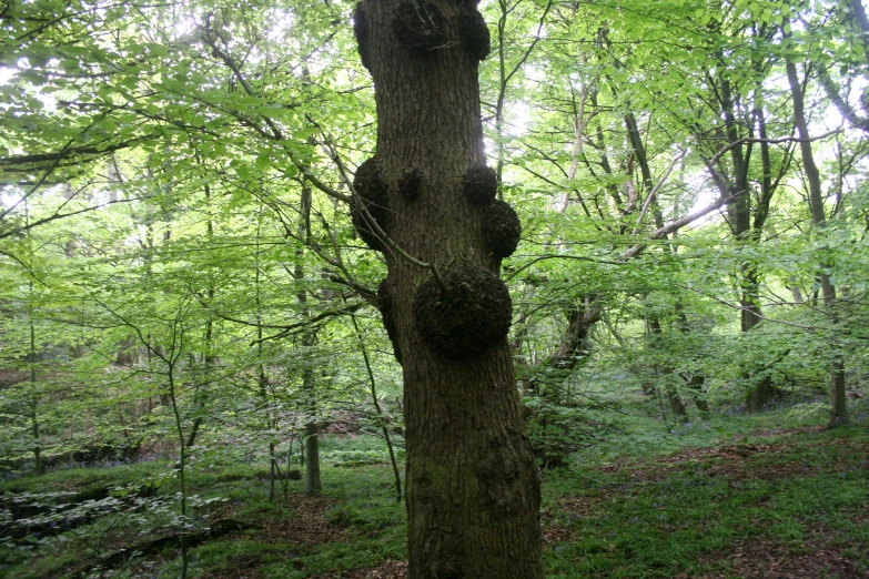 a forest that has a big green tree in it