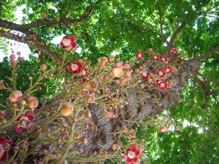 several leaves and a pink flower on a tree nch