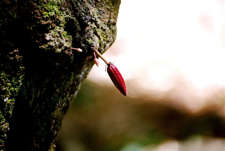 a red leaf on a mossy tree nch