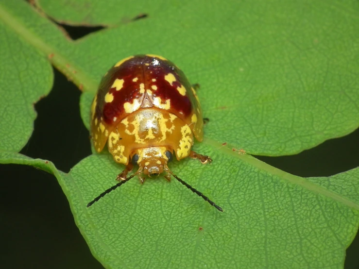 the insect is sitting on a leaf on top of it