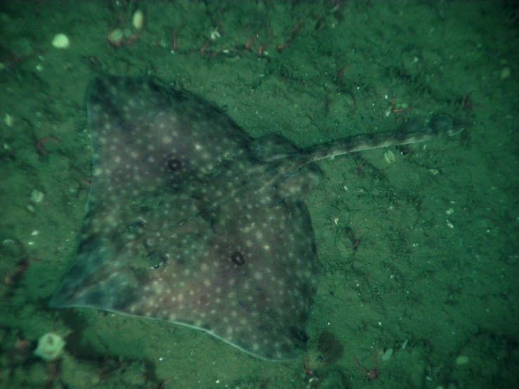 a large spotted stingfish sitting on the green water