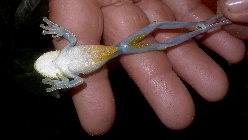a lizard with it's back end being held by someone