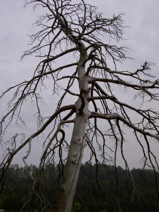 a dead tree and a barren green area