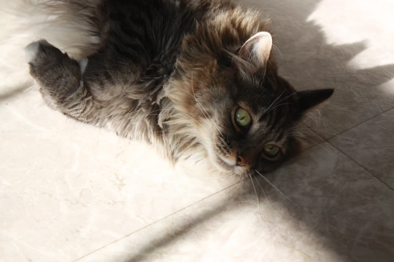 a cat sits on the floor while it looks out