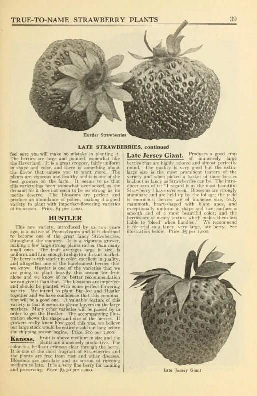 an open page of fruit showing strawberries and other items