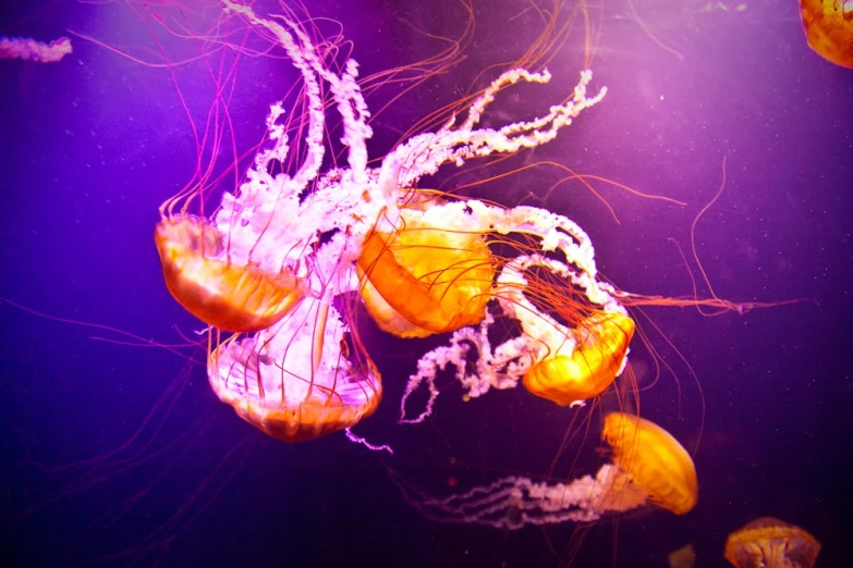 some very pretty colorful jellyfish floating in an aquarium