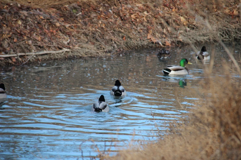 a couple of ducks floating on top of a river