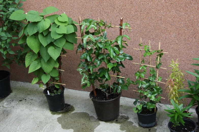 many potted plants on a concrete ground next to a wall