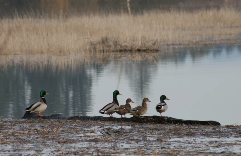 some birds are standing near a body of water