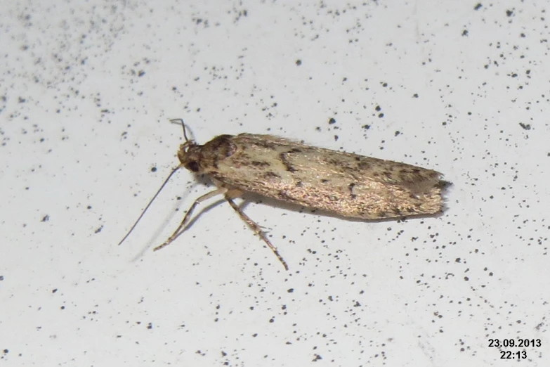 a moth is sitting on a white surface