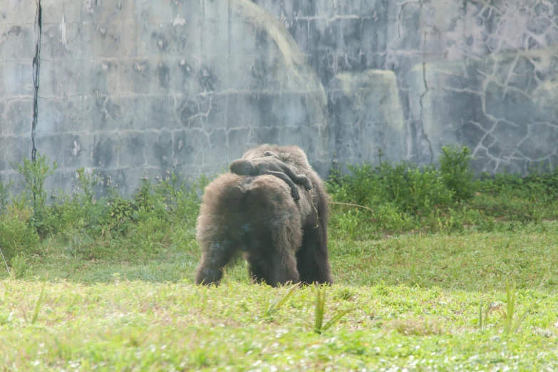 an adult bear walking across the grass in front of a rock wall