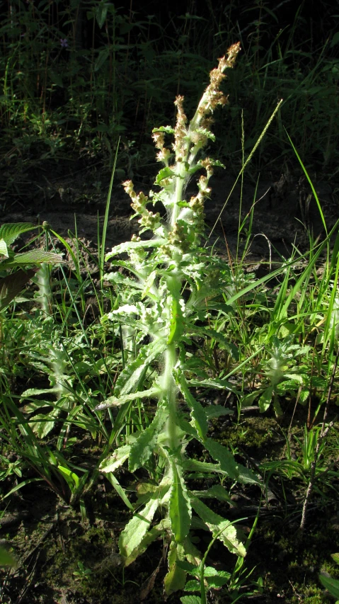 a green plant sitting in the grass in a forest