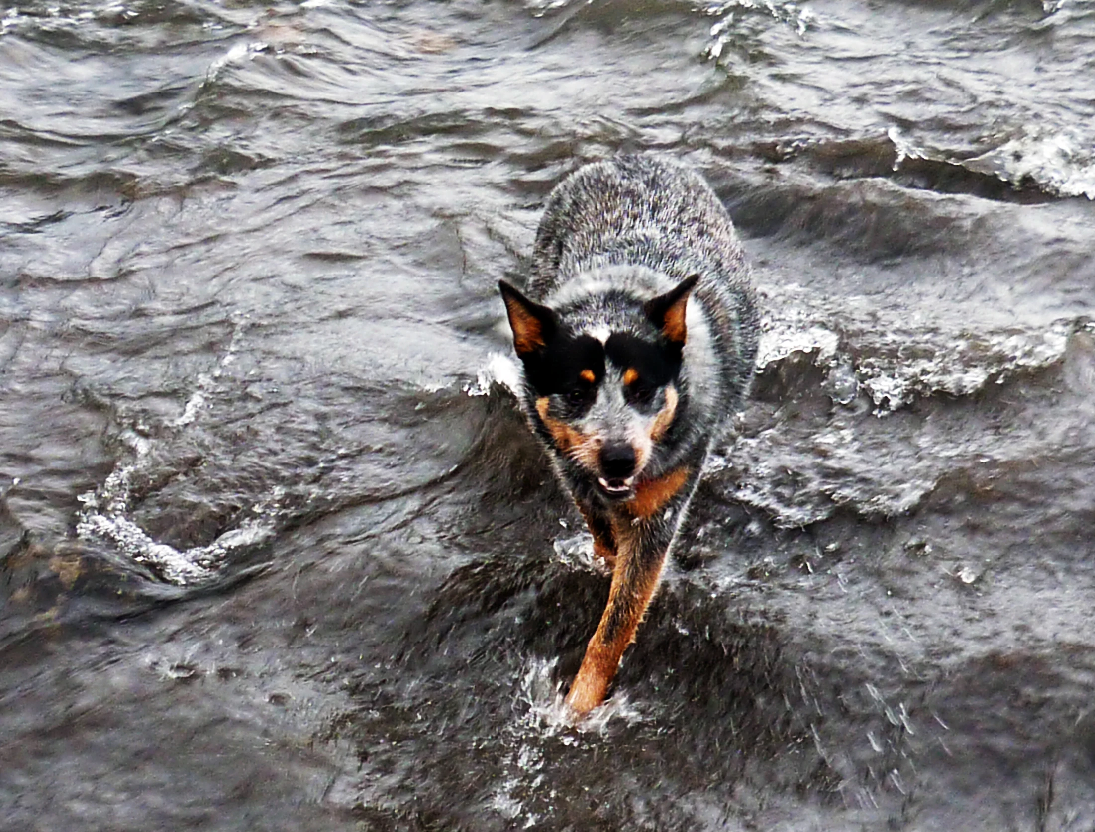 a dog is walking in the water to get some air