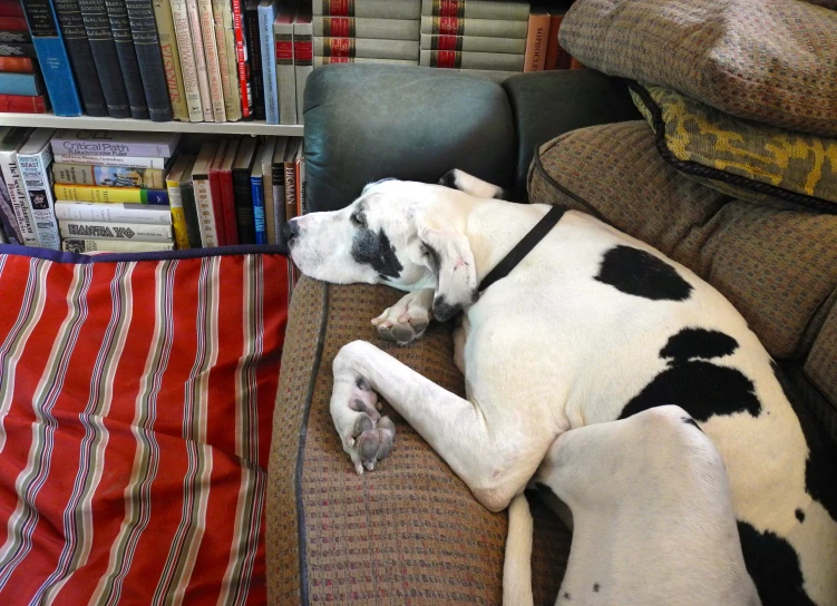 a black and white dog with spots laying on a chair