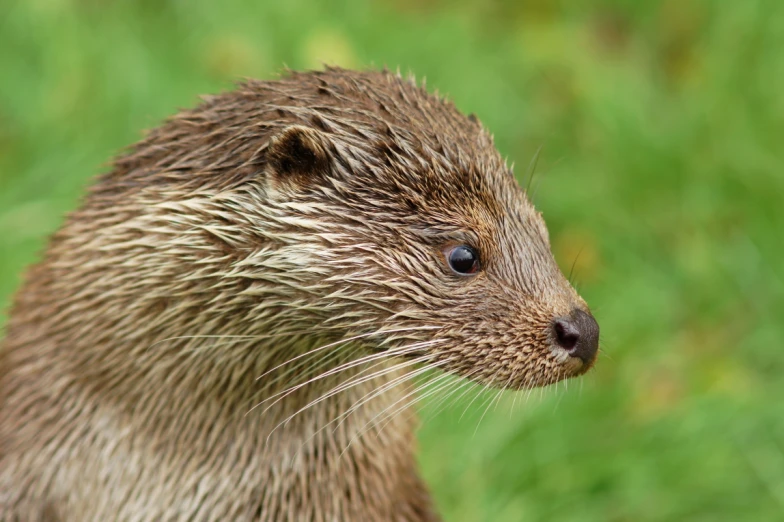 a furry brown animal standing on top of a lush green field