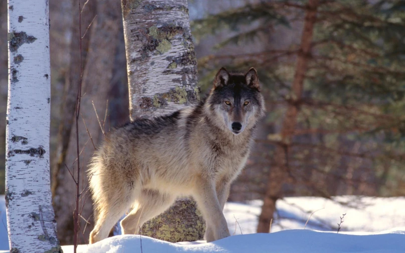 a wolf that is standing near some trees