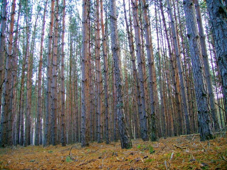 an evergreen forest of many different sizes and colors