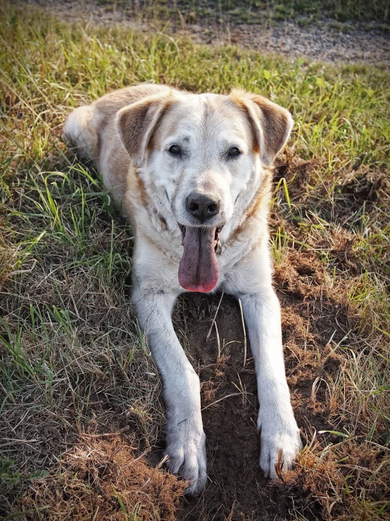 a dog lays on the ground in a grassy area