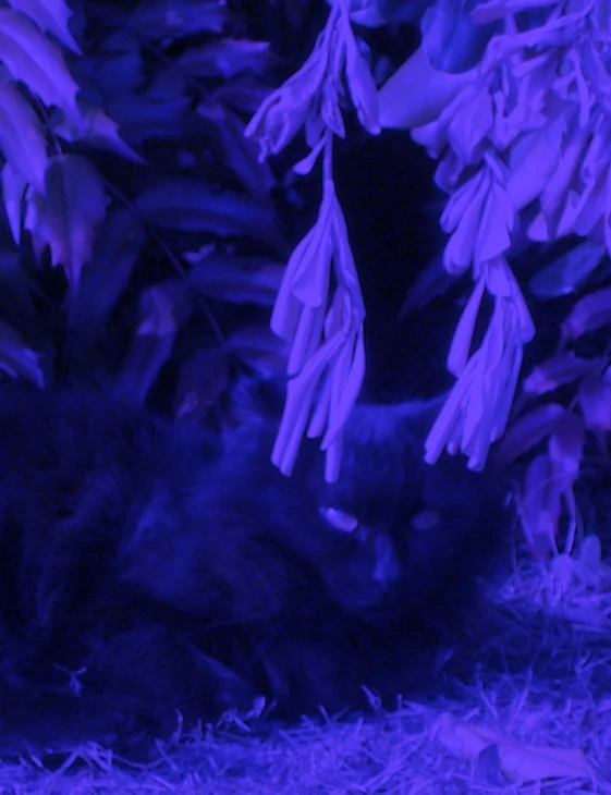 a black cat sitting under a tree surrounded by plants