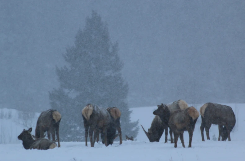 several horses in the snow eating off the ground