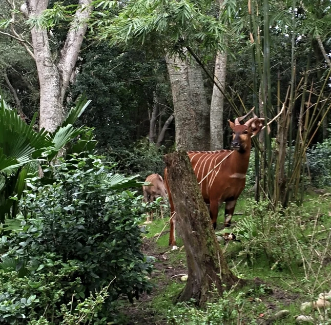 a deer standing next to trees and bushes