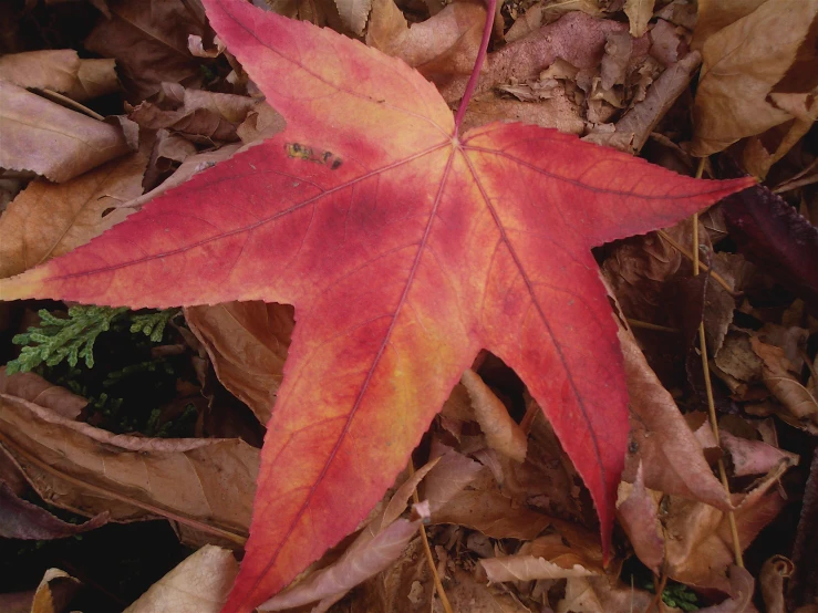 an orange and yellow leaf laying on the ground