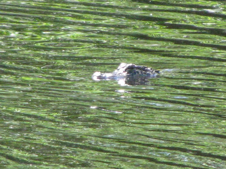 the bird is swimming in the pond with very small green leaves