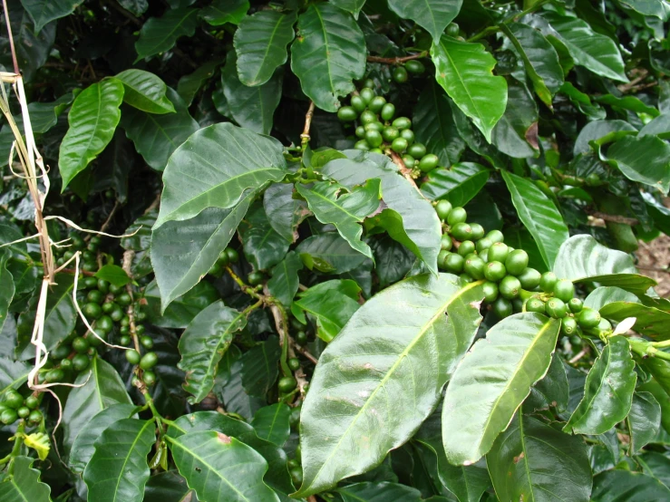 the nch with green fruits is shown growing in the leaves