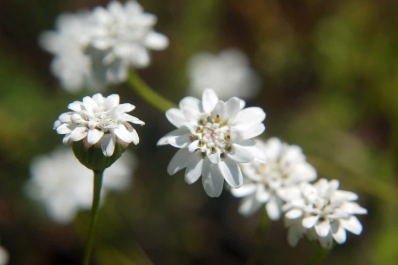 the flowers on the flower stem are blooming