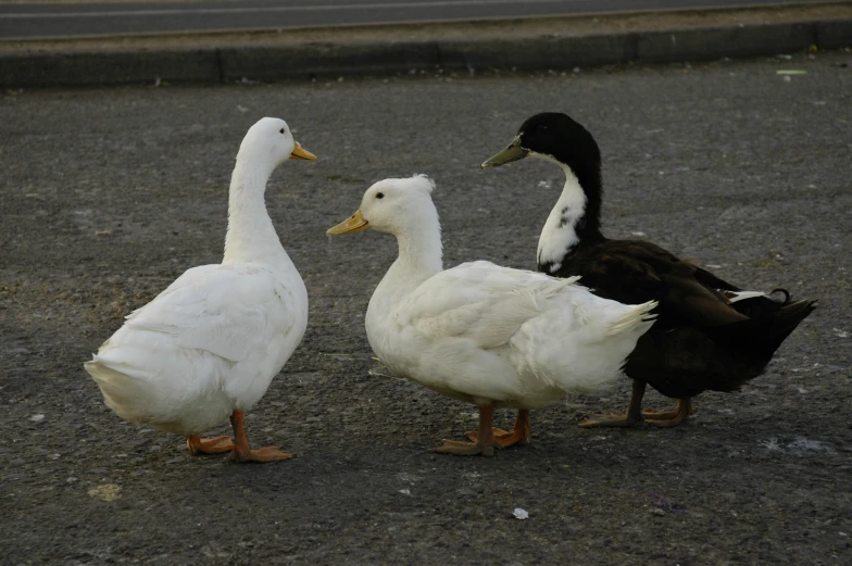 three ducks standing around each other in a circle