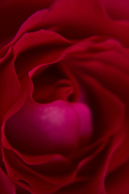 a pink rose with a black center and soft fabric