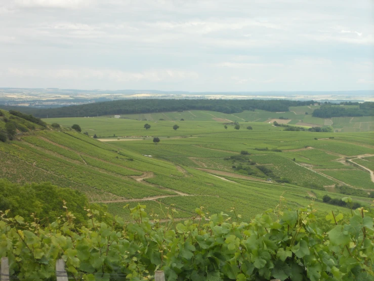 green vineyards with lush vegetation and green hills