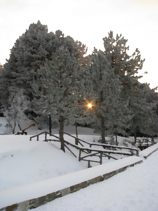 snow covered trees near the road at dusk