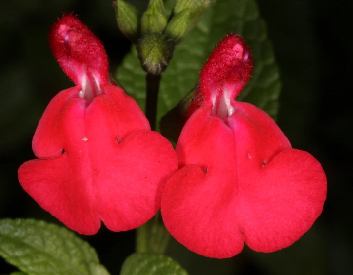 a couple of flowers that are on some kind of plant