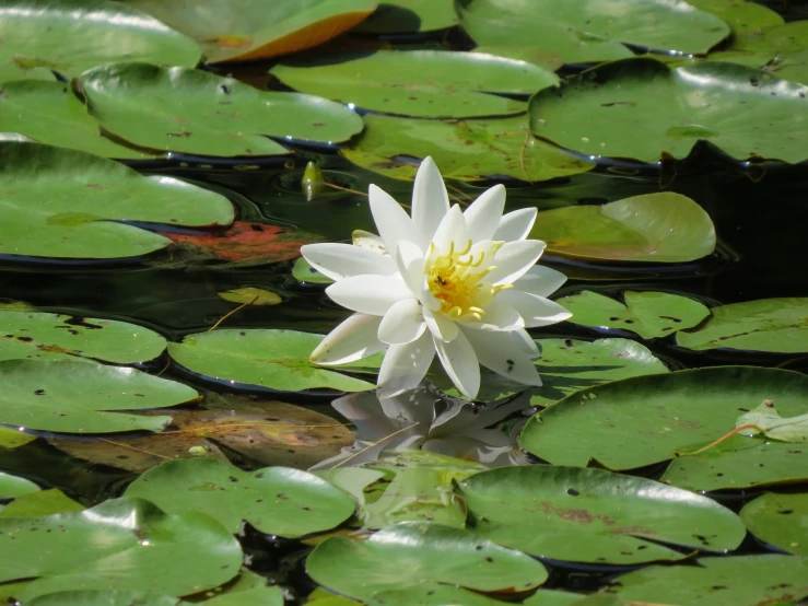 a white flower with yellow center in the middle of a lily pond