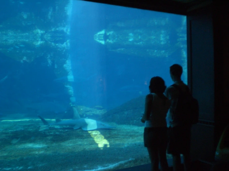 people viewing a giant shark in an aquarium