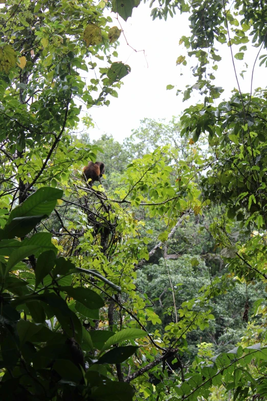 two bears sitting on top of trees in the forest