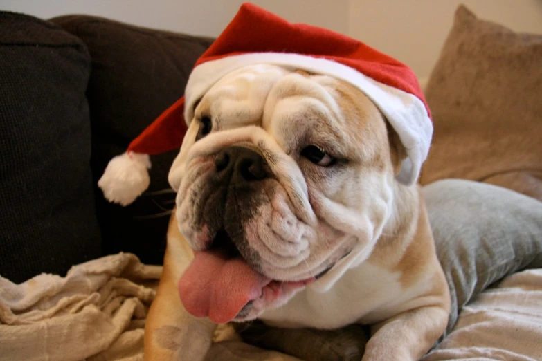 a dog laying on a sofa with his tongue hanging out