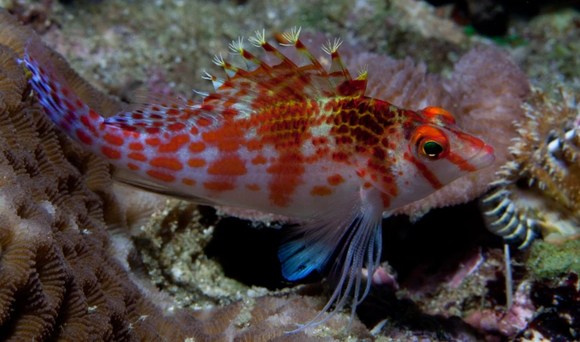 a fish with long, bright, white hair on it