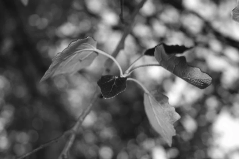 some leaves are hanging from a tree nch