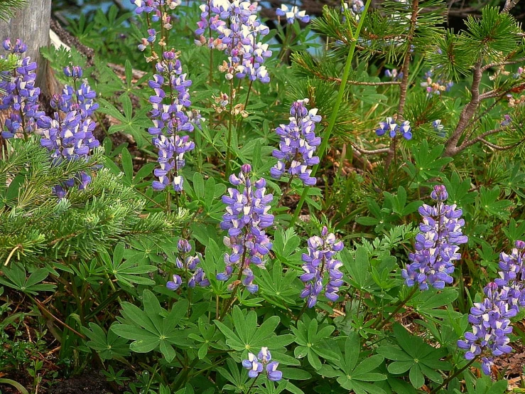 flowers growing in the ground with a rock